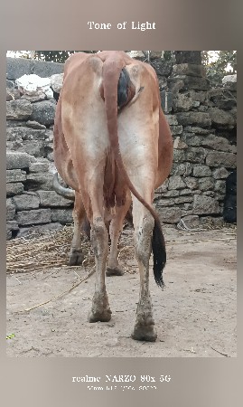 વેચવાની