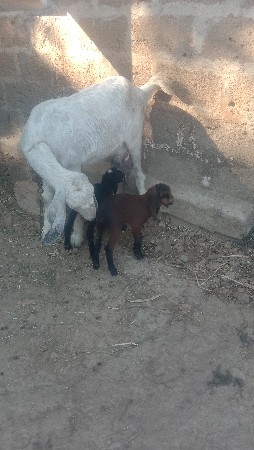 થંબનેલ 3