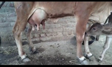 થંબનેલ 3