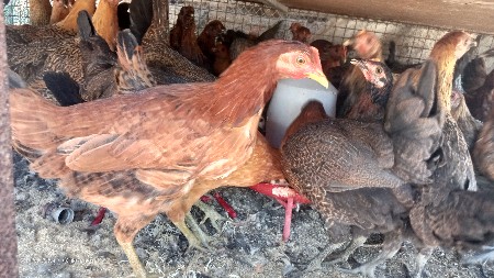 थंबनेल 3