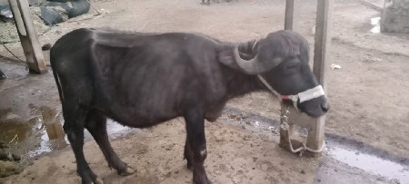 પાડી વેચવાની છે