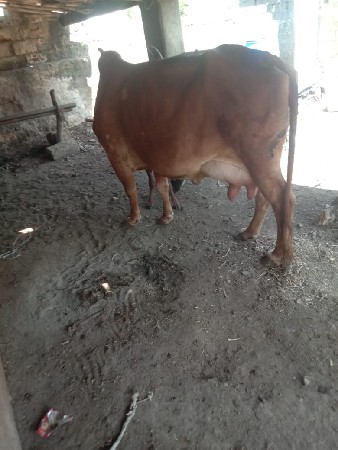 આ ગાય વેચવા નિ છે