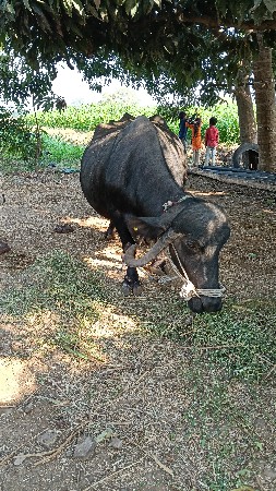 ૧૦મહિનો