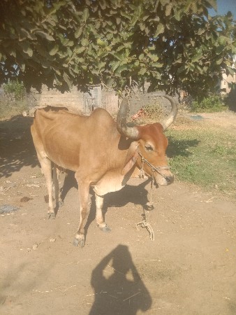 थंबनेल 2