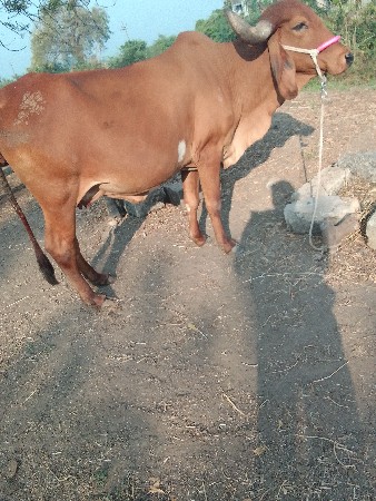 થંબનેલ 3