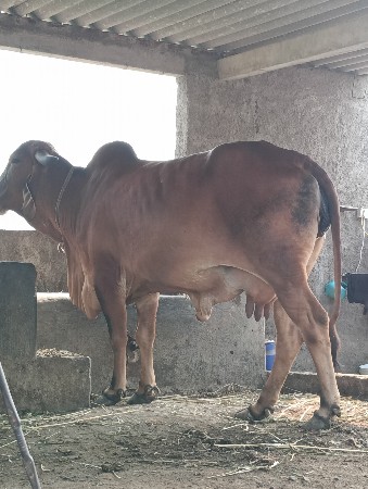 બીજુ વેતર 20 દિવસ ની વાર સે