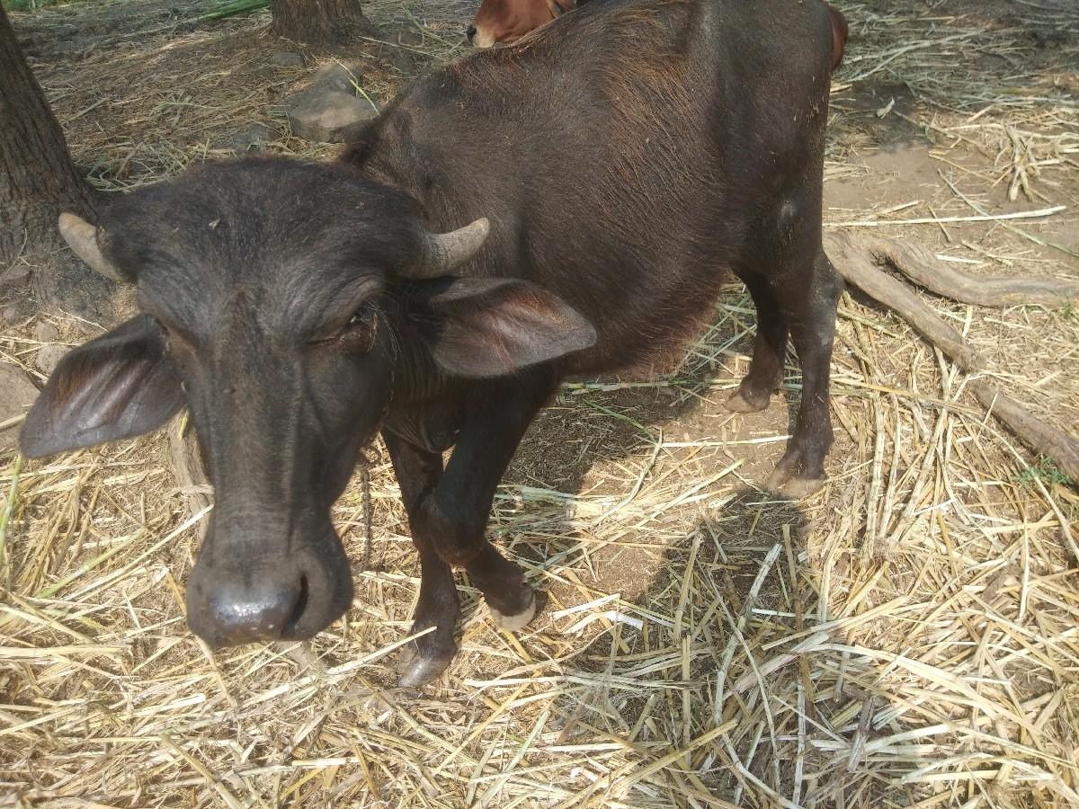 થંબનેલ 2