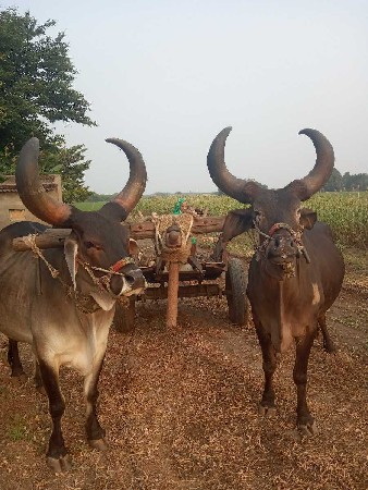 थंबनेल 3