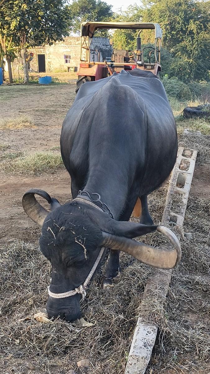 थंबनेल 2