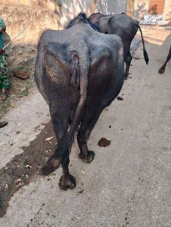 थंबनेल 3