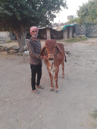 gir hodki vechvani chhe