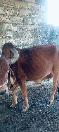 थंबनेल 3