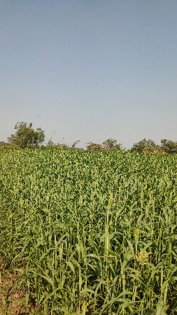 જુવાર નો  લીલો સારો