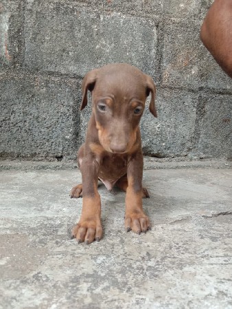 આ પપી વેચવા ના છે.