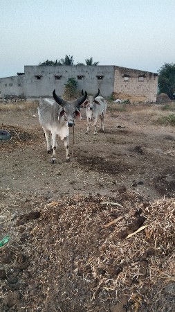 थंबनेल 3