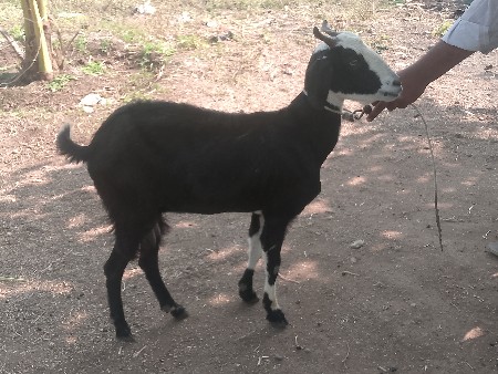 થંબનેલ 2