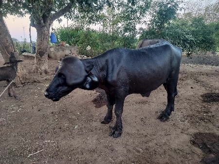 થંબનેલ 3