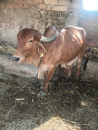 ગાય. વેચવાની. છે
