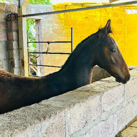 વચ્ચે રો વેચવાનો છે અભિજીત છે