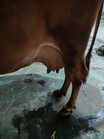 ગાય એ.સ.બ વેચવિનિછે 4 વેતર વાયા