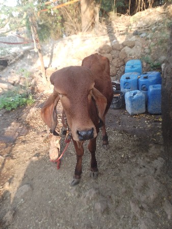 ગીર વાશડી વેચવાનીછે.