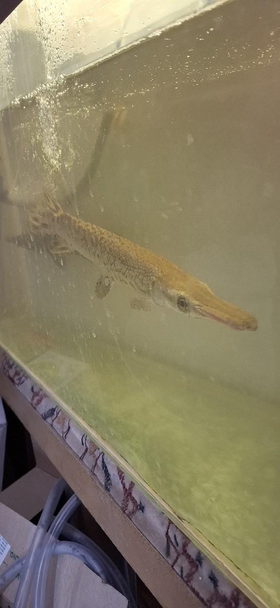 alligator gar એલીગેટર ગાર‌