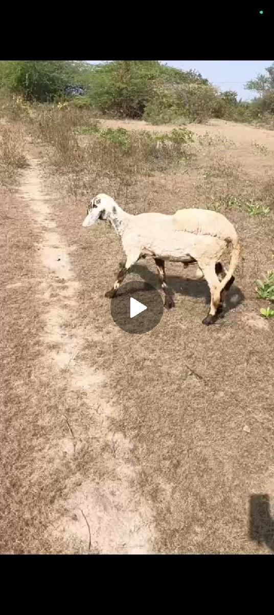 थंबनेल 3