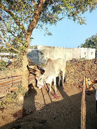 थंबनेल 2