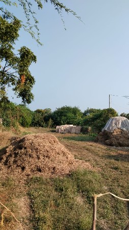 માડવિનો ભુકો વેસવાનો છે