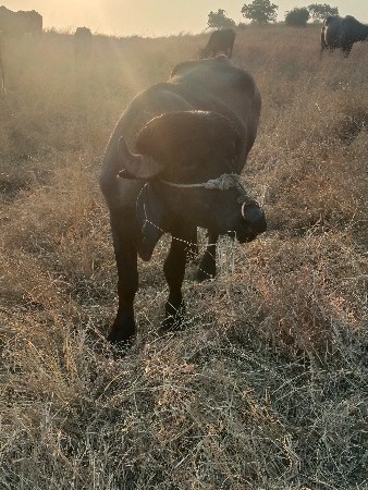 પાડો વેચવાનો છે