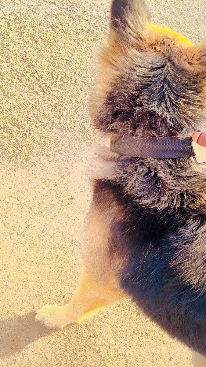 ઝરમન ફીમેલ છે સાટા કરવા