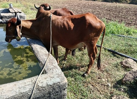 थंबनेल 2