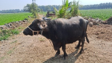 थंबनेल 3