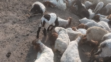 થંબનેલ 3