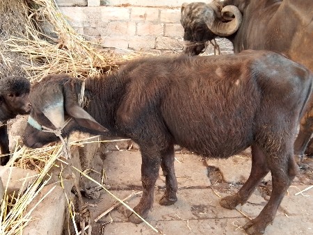 થંબનેલ 1