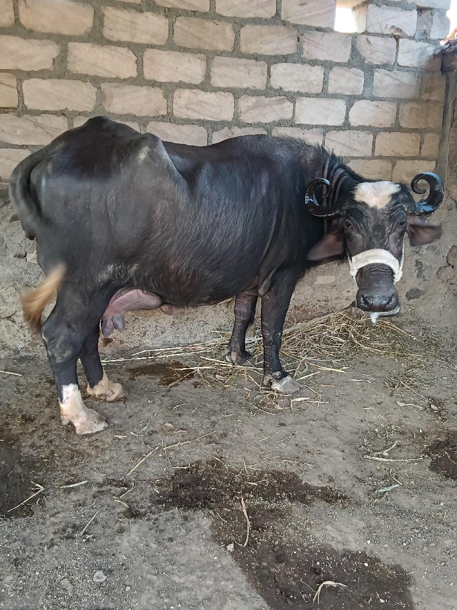 થંબનેલ 3