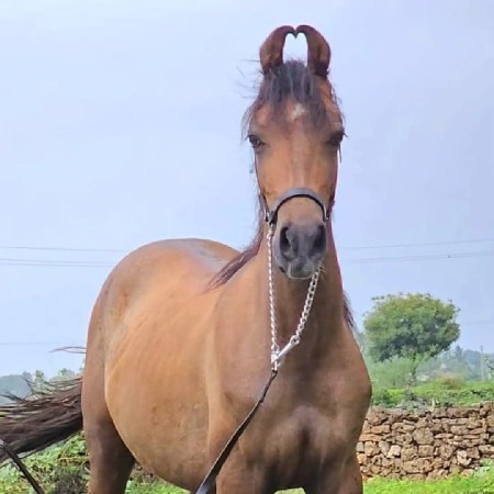 थंबनेल 3