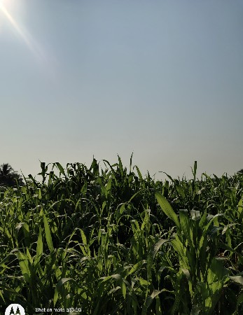 મકાઈ વેચવાની છે