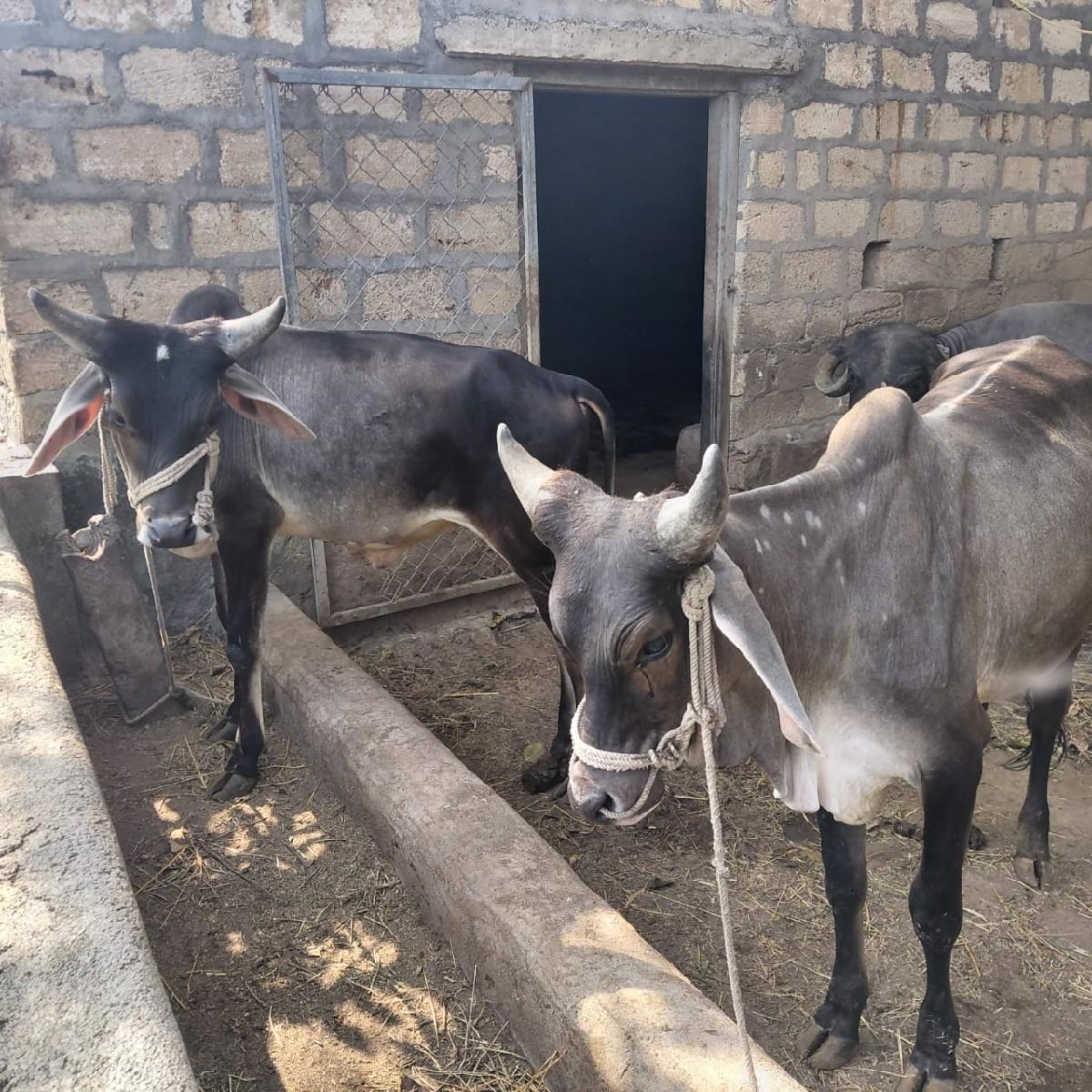 થંબનેલ 3