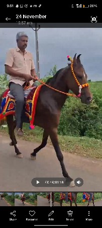 ઘોડી વેચવાની છે 90 16 95 43 60 પી