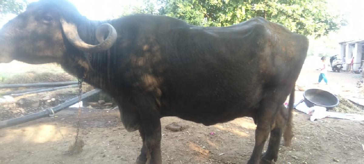 थंबनेल 2