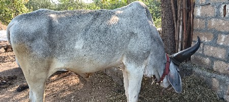 ઘોઢલો વેચવાનો છે સાવ સોજો