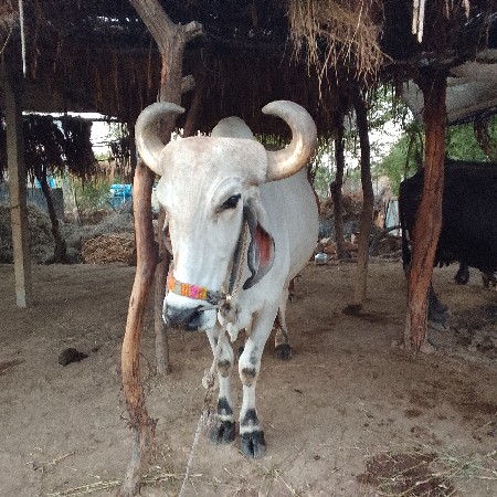 બળદ વેચવાના છે