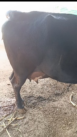 વેચવાની છે