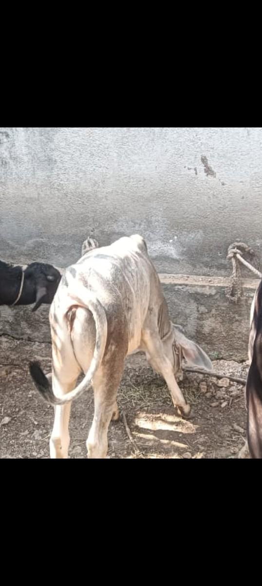 કાંકરેજ વાસડો બેસવાનો છે