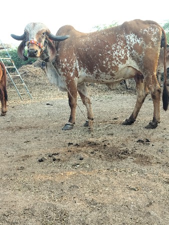 ગિર ગાય દેવાનિછે