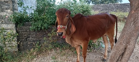 थंबनेल 2