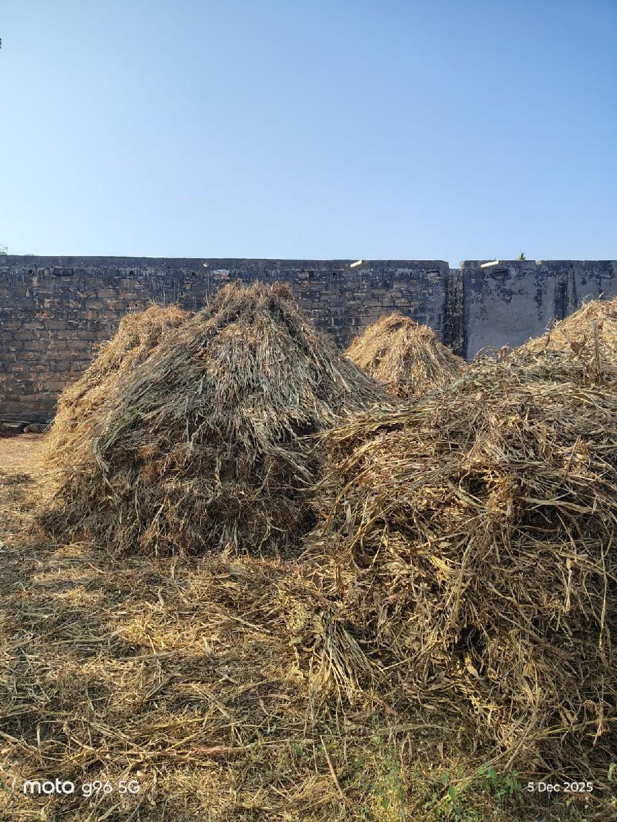 નીણ (ગુદરી)