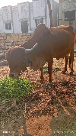 એક ટાઈમ નું પાંચ લિટર દૂધ છે