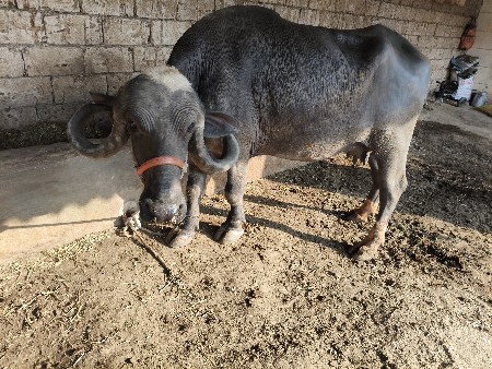 પાંચ પાંચ લીટર દૂધ આઠ દિવસની વીણેલ